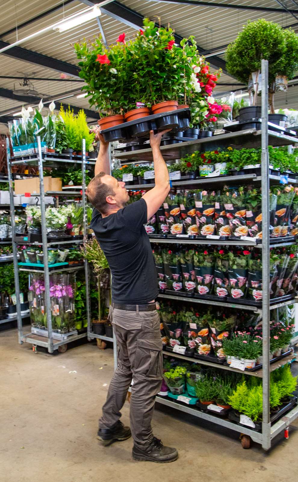 chrysanthemums on shelves