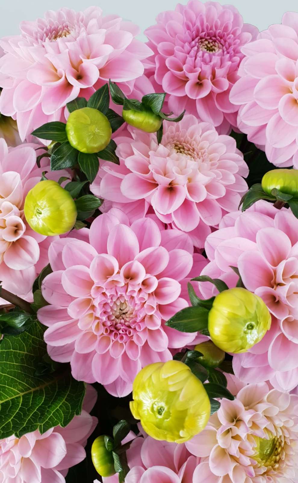 Heyer Wholesale flower florist Sweden & Finland