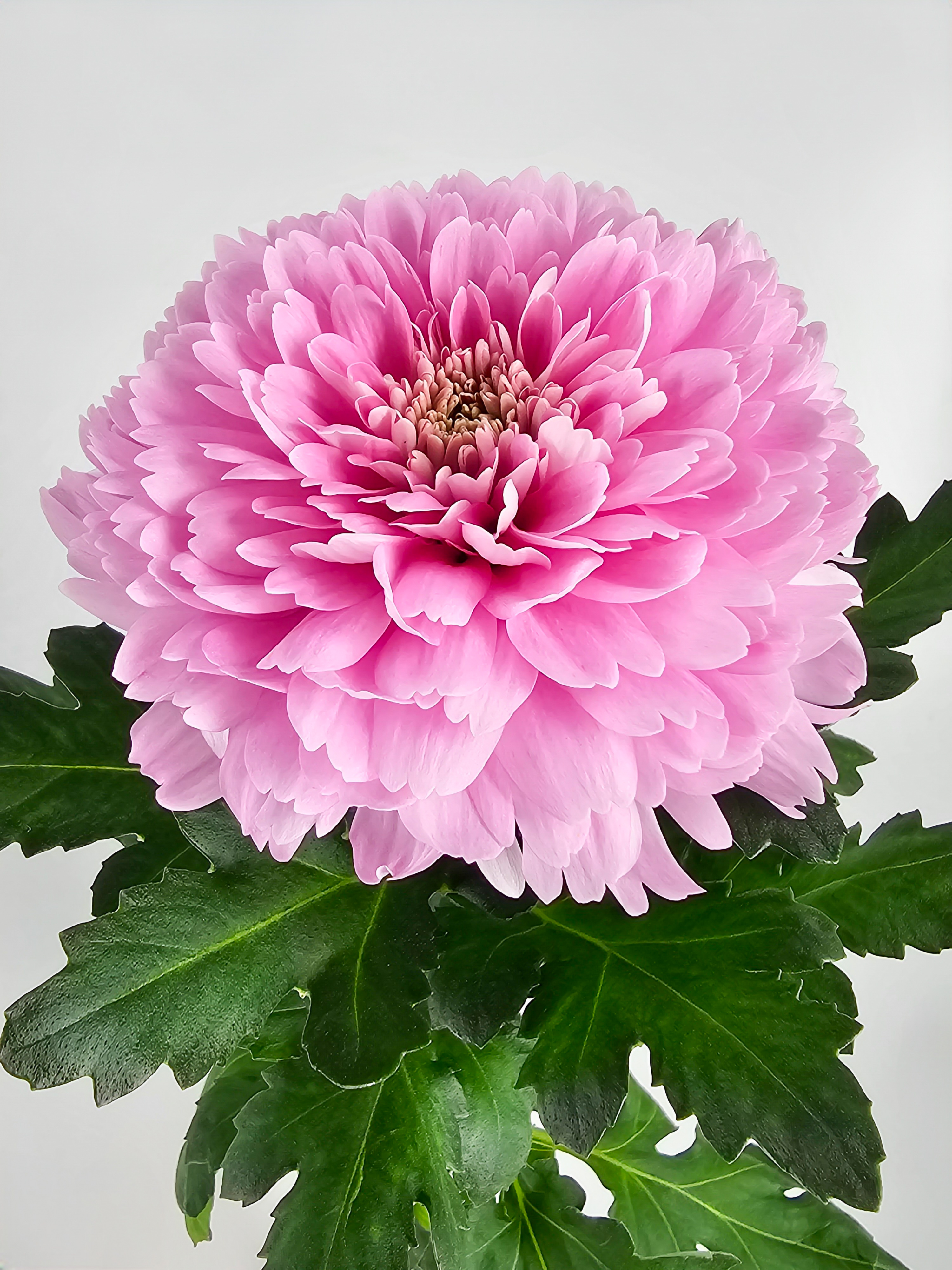 chrysanthemum kalimba
