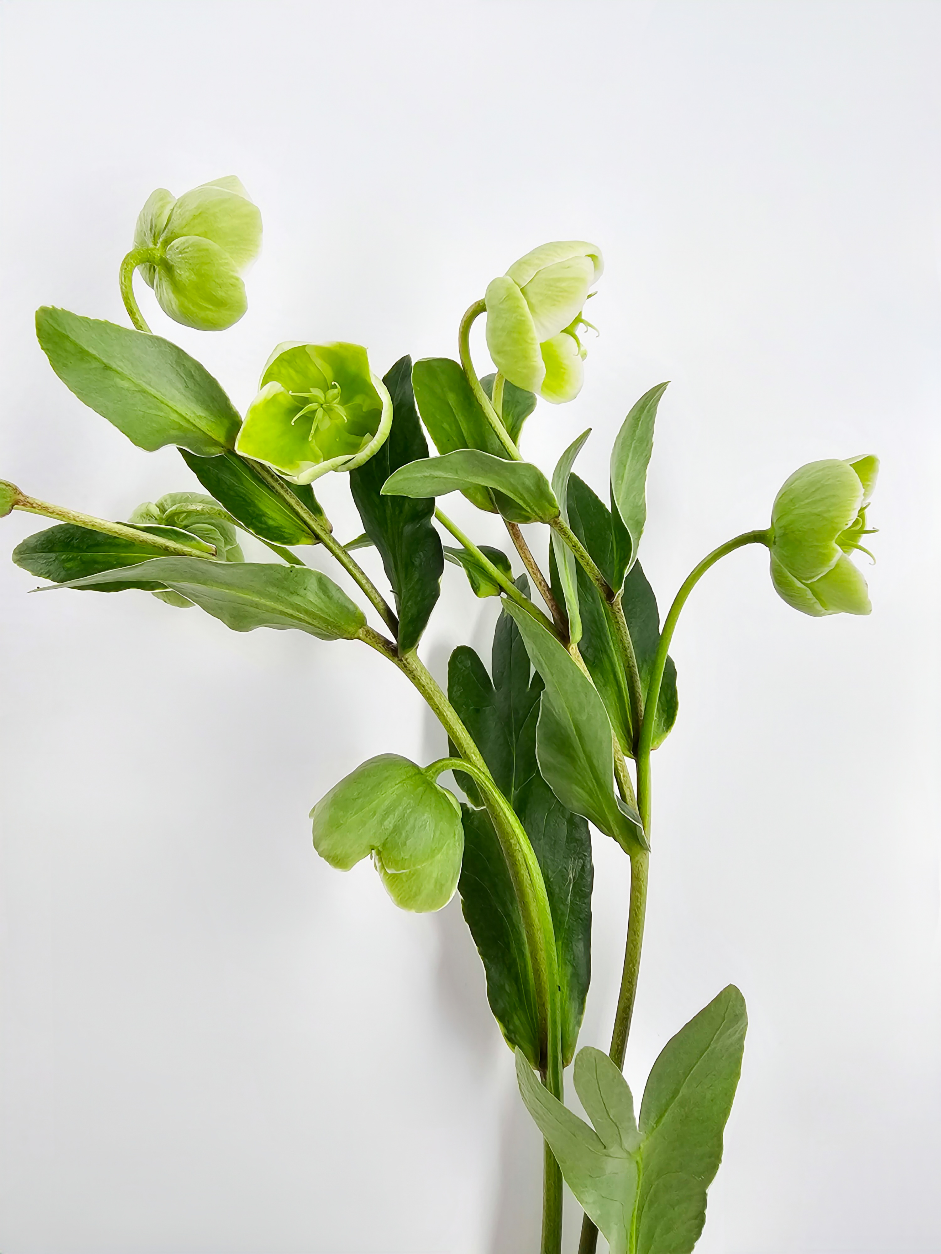 helleborus