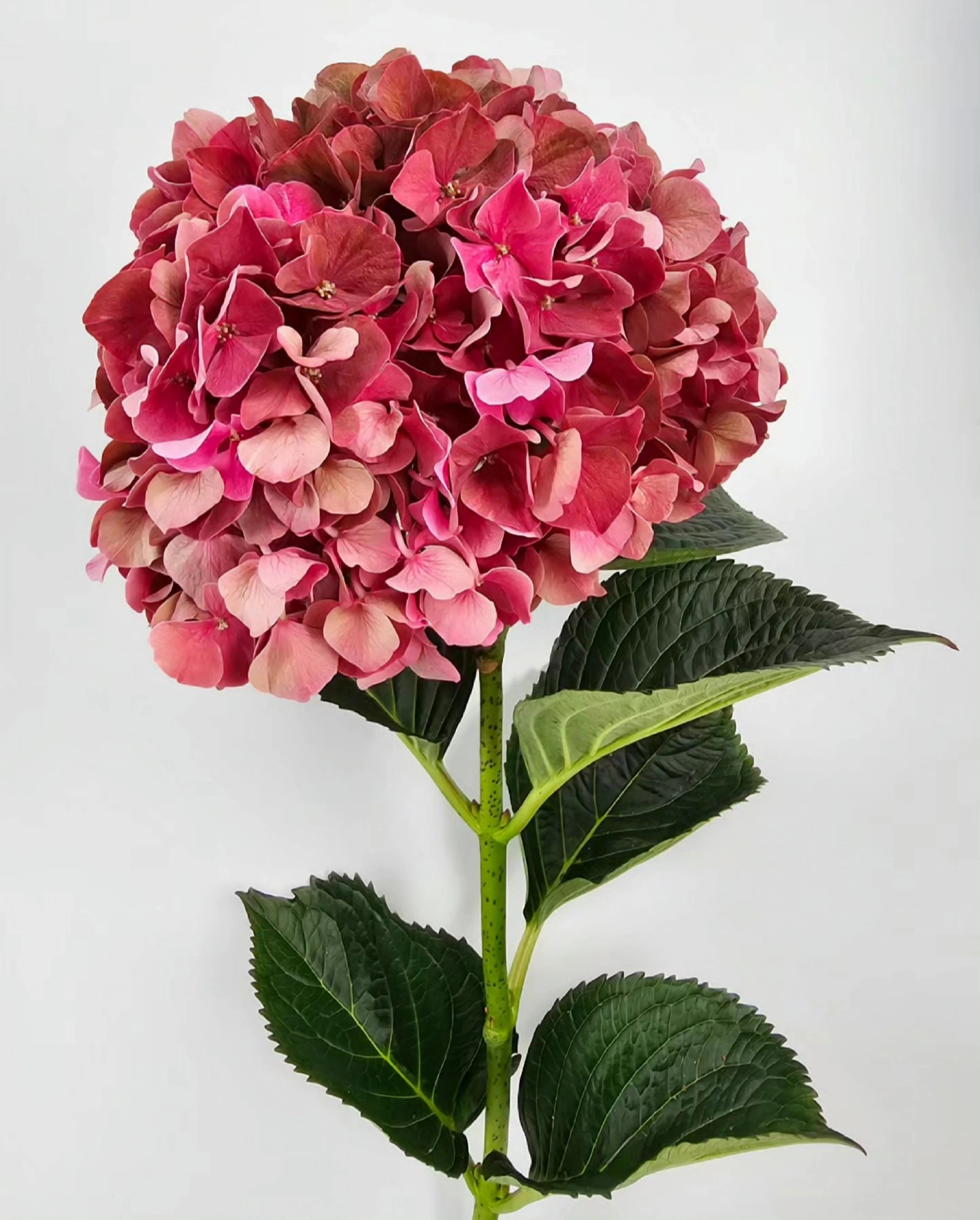 hydrangea