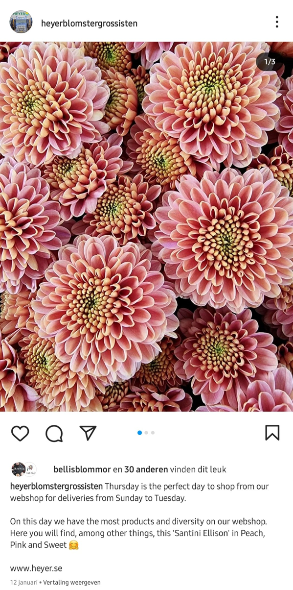 Heyer Instagram