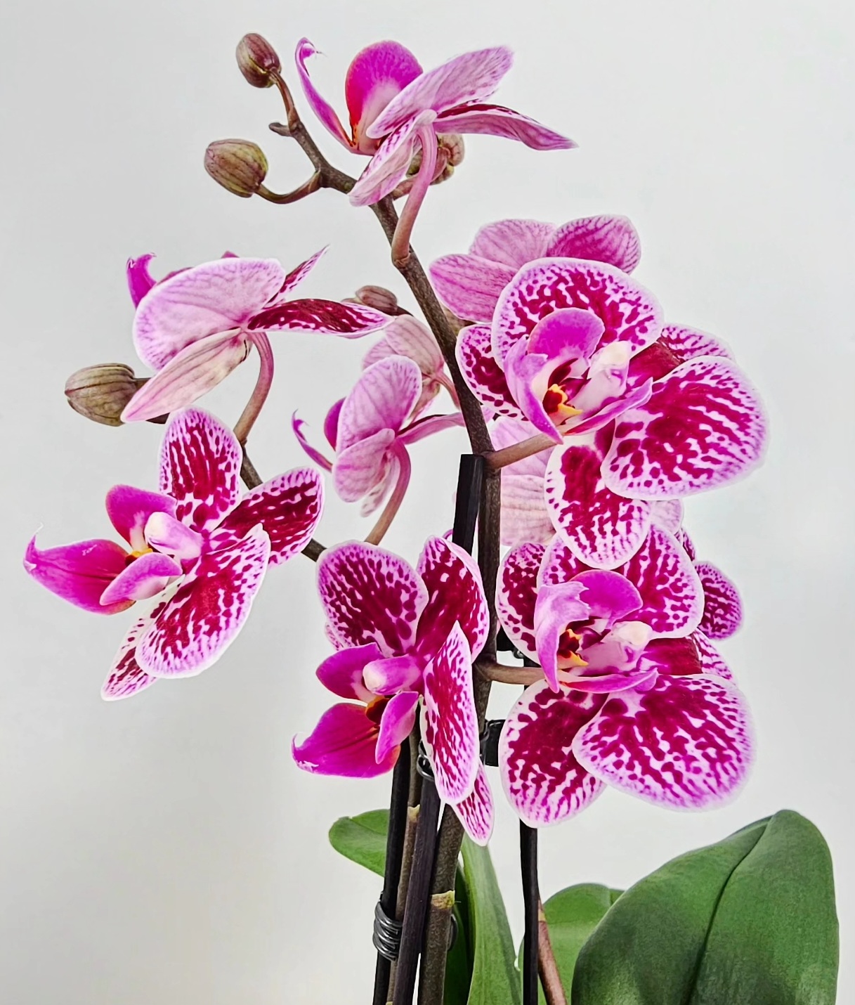 orchid